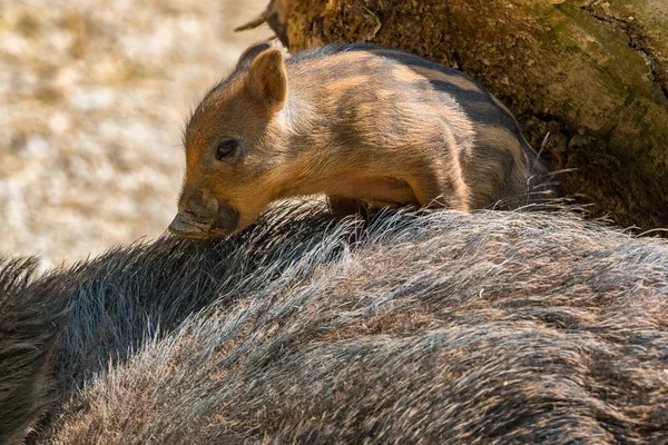 Young wild boar piglets playing on their mother
