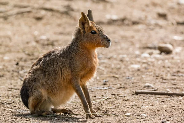 Güney Amerika kemirgenler mara katta oturan
