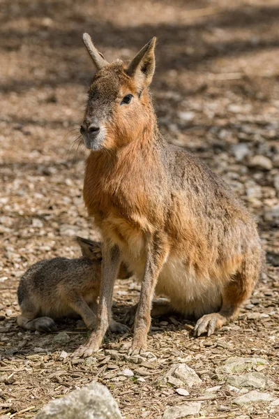 Zuid Amerikaanse Knaagdieren Mara Met Een Youngling Consumptiemelk — Stockfoto