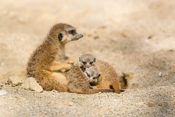 Suricate Moeder Met Haar Kleine Baby Welpen Spelen — Stockfoto