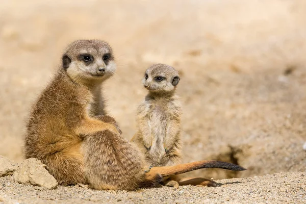 Suricate Moeder Met Haar Kleine Baby Welpen Spelen — Stockfoto