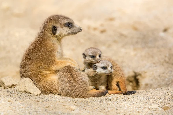 Suricate Moeder Met Haar Kleine Baby Welpen Spelen Stockfoto