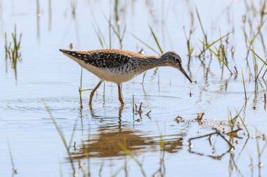 Isola della Cona, İtalya su besleme Uzunbacak