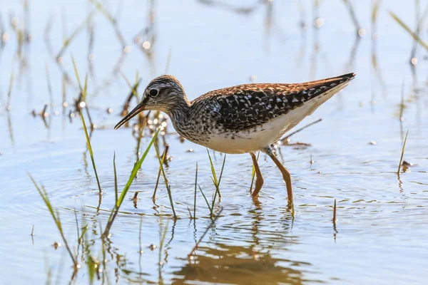 イーゾラデッラコナ イタリアの水の供給セイタカシギ — ストック写真