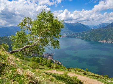 Yatay olarak Lago di Como yukarıda bir dağ yamacında dışında büyüyen huş ağacı