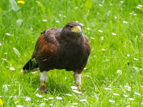 Hawk Debout Sur Bourse — Photo