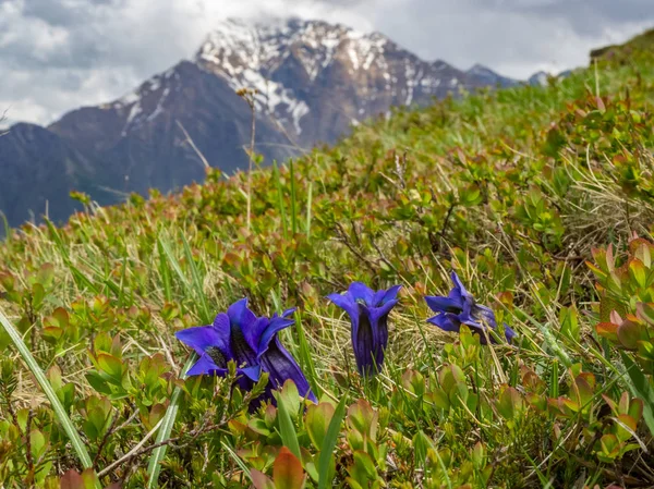 Gentian Flower Meadow Italian Alps — Stock Photo, Image