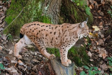 Luchs devrilmiş bir ağaç gövdesinde duruyor. 
