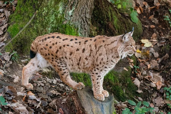 Luchs devrilmiş bir ağaç gövdesinde duruyor. 