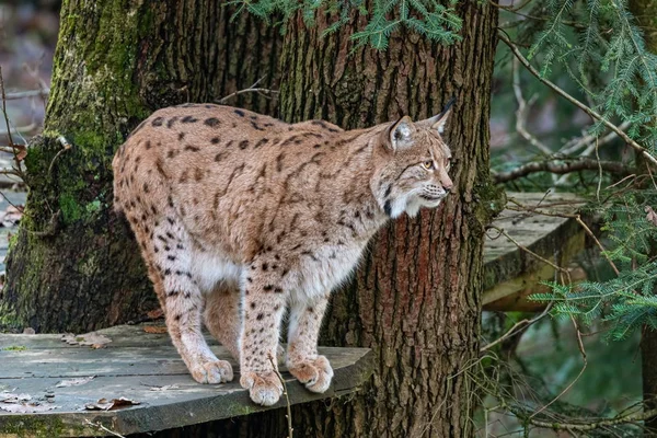 Luchs Devrilmiş Bir Ağaç Platformunda Duruyor — Stok fotoğraf