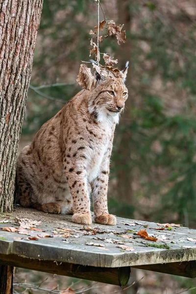 Luchs Oturmuş Bir Ağaç Platformunda — Stok fotoğraf