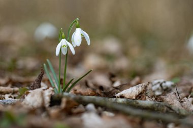 Kardamlası (Galanthus) çiçekler ilkbaharda orman zemininde yakınlaşır