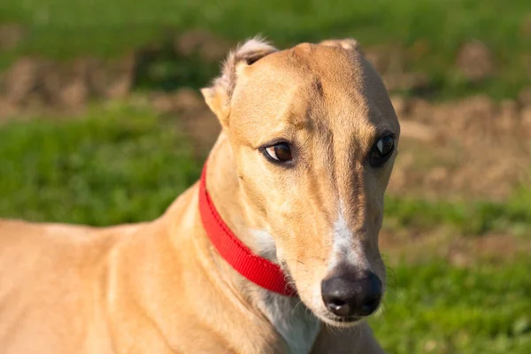 Brittiska Greyhound Närbild Porträtt Äng — Stockfoto