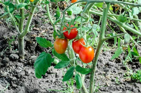 Помідори, що ростуть крупним планом червоний урожай червона органічна їжа вегетаріанська — стокове фото