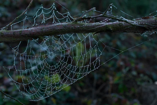 Toile d'araignée gros plan forrest humide joli vert — Photo
