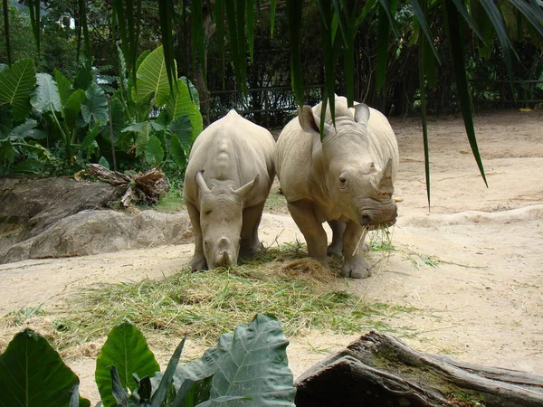 シンガポール動物園の白いサイ — ストック写真