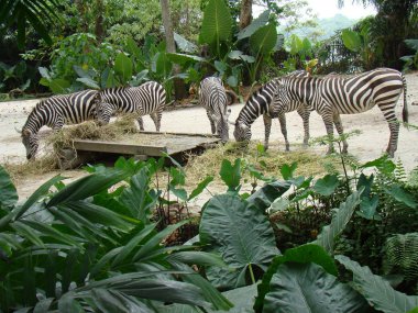 Singapur Hayvanat Bahçesindeki Zebra