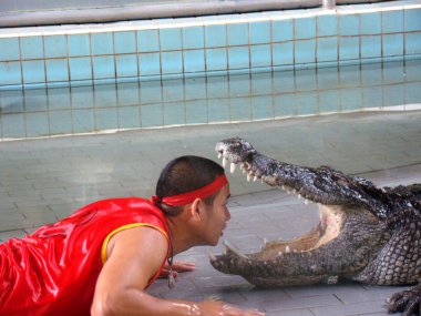  Timsahla Tayland 'da gösteri, Şubat
