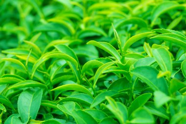 yeşil çay yaprakları