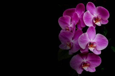 Siyah arkaplanda pembe orkide.