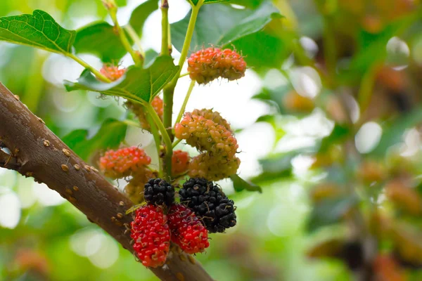 Fresh mulberries in farm — Stock Photo, Image