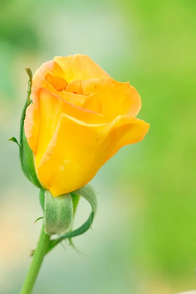 Budding yellow rose — Stock Photo, Image