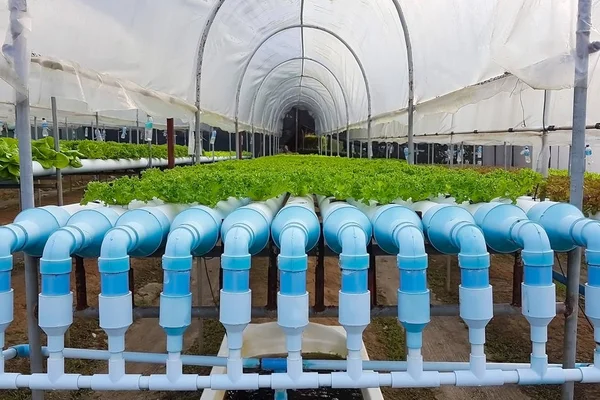 Biologischer hydroponischer Gemüsegarten — Stockfoto