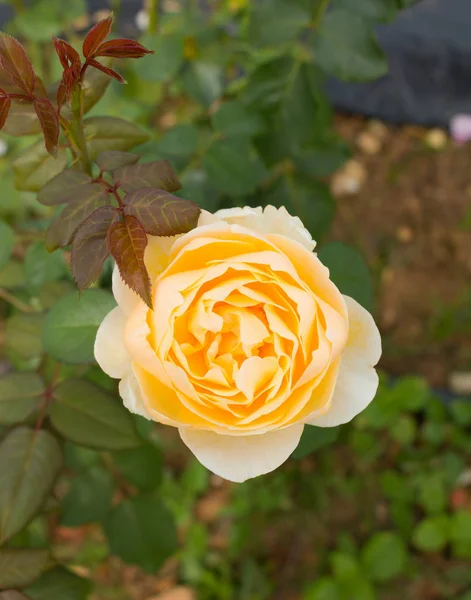 Bloeiende gele roos in de tuin. — Stockfoto