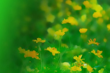 Mevsimlik etkisi bahçede sarı evrende.