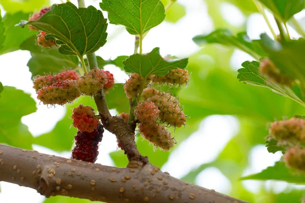 Fresh mulberries in farm. — Stock Photo, Image