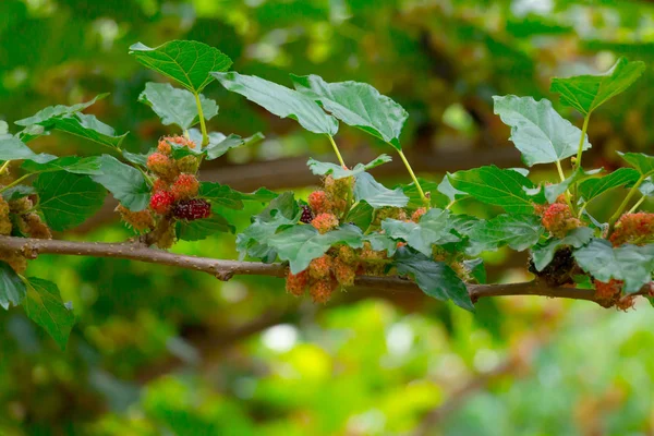 Branch of Mulberry in farm in Close-up. — Stock Photo, Image