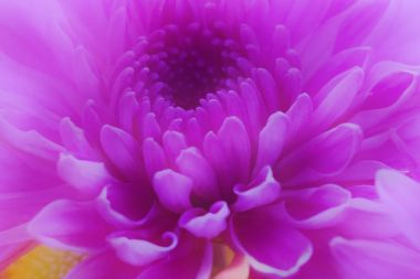 pembe-mor papatya çiçek arka plan.