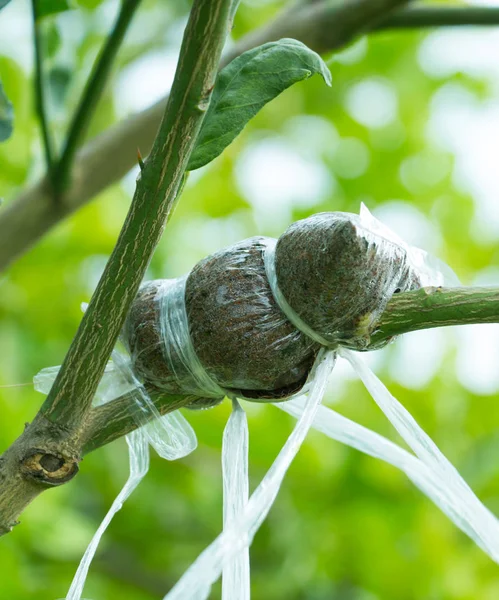 Close-up photo of the tree branch that was grafted. — Stock Photo, Image