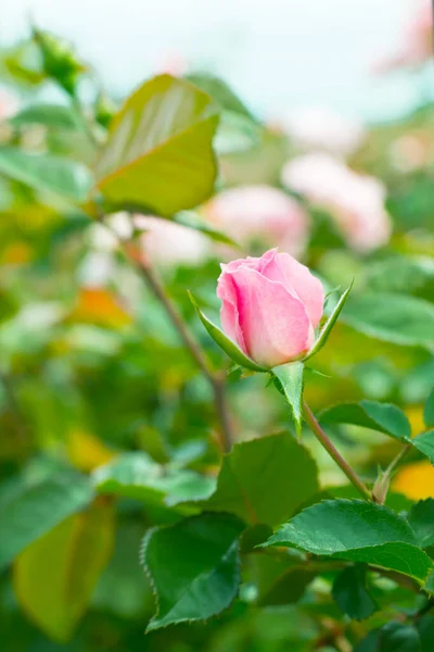 Close Van Een Jonge Roze Roos Plant Groene Tuin — Stockfoto