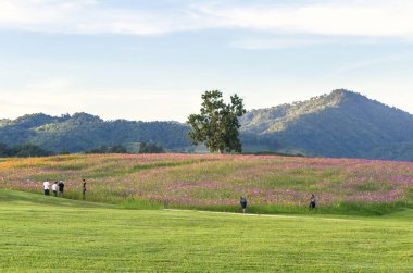 Cosmos alan Singha Park