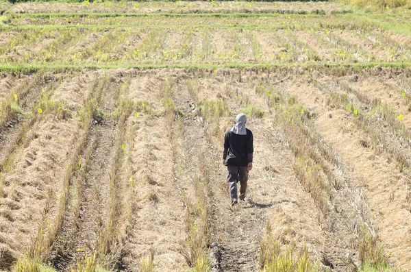 Un agriculteur travaille dans une rizière — Photo