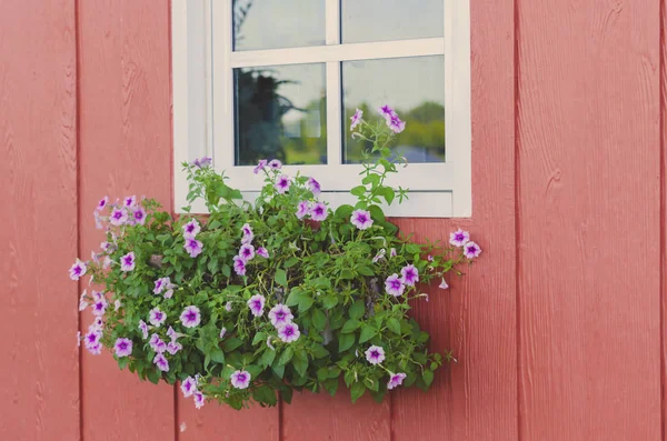 Fleurs en fleurs dans une boîte de fenêtre — Photo
