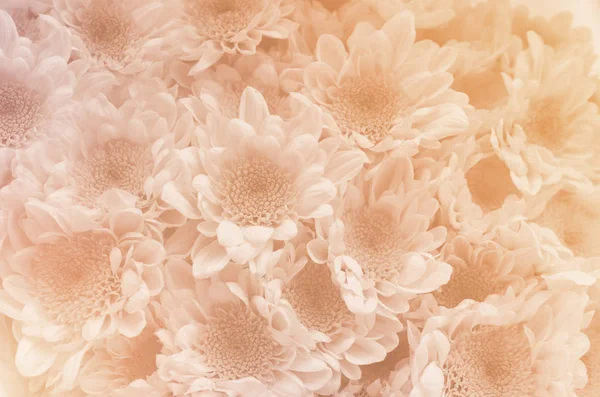 菊の花の花 — ストック写真