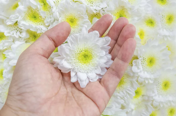 Weibliche Hand mit Chrysantheme — Stockfoto