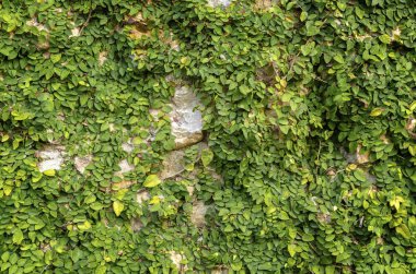 Desen yeşil yapraklar