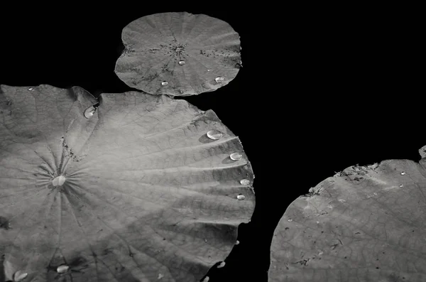 Lotus leaf op water — Stockfoto