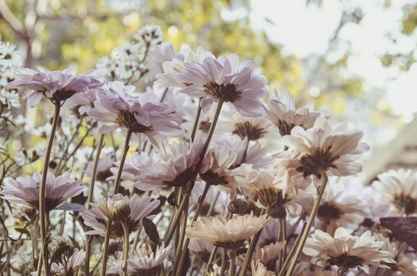 Vintage color of cosmos flowers — Stock Photo, Image