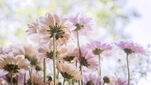ソフトニング フィルターとコスモスの花 — ストック写真