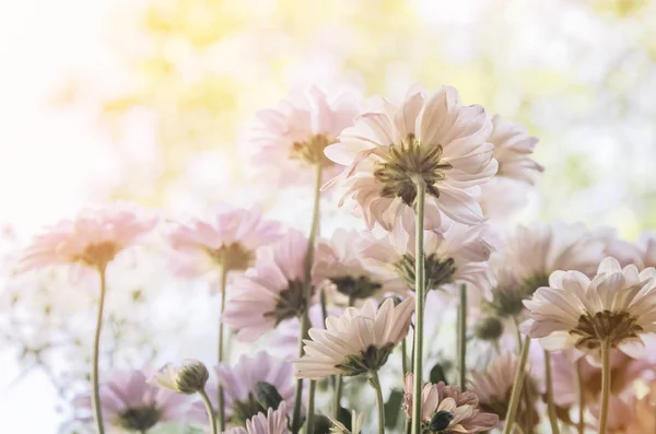 Cosmos flowers with soften filter — Stock Photo, Image