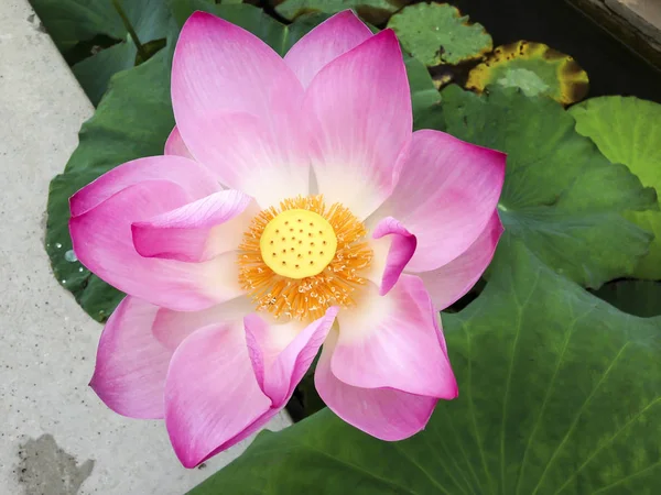 Lotus flower pyl — Stock fotografie