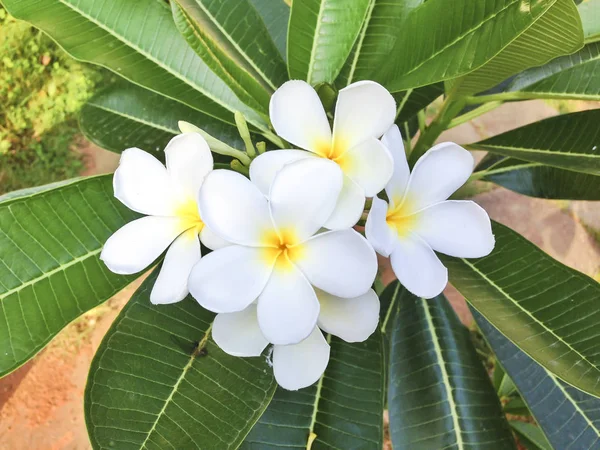 White frangipani flower bouquet — Stock Photo, Image