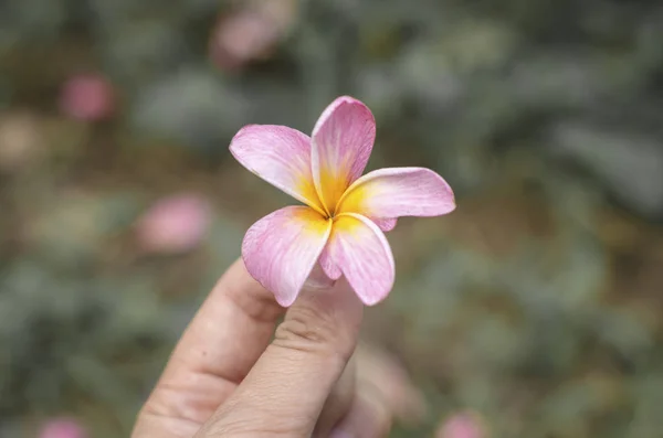 Plumeria Flower Hand Nature Background — Stock Photo, Image