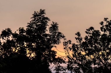 günbatımı ağaçların arasından