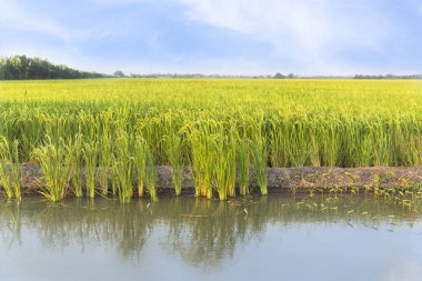 hakkında hazır hasat edilebilir - yeşil çeltik pirinç Tayland