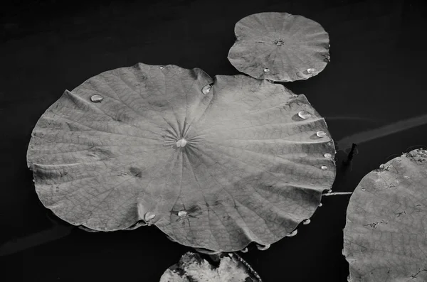 Bladeren Van Waterlelie Het Meer Zwart Wit — Stockfoto